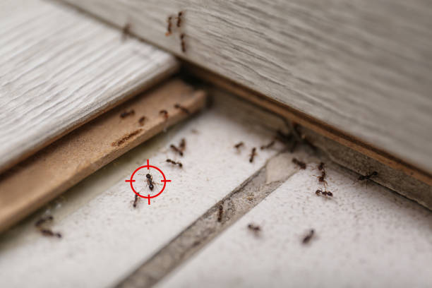 Best Flea Control Services  in Windsor, NC