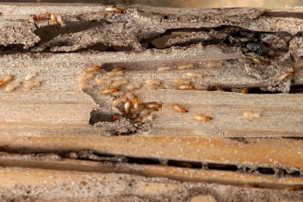 Best Termite Control Services  in Windsor, NC